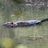 Castor canadensis