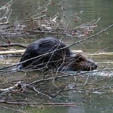 Castor canadensis