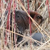 Castor canadensis