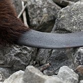Castor canadensis