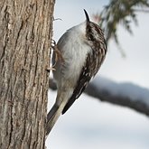 Birds Passeriformes - Certhiidae (Treecreepers)