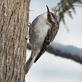 Oiseaux Passeriformes - Certhiidae (grimpereaux)