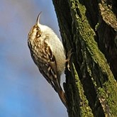 Oiseaux Passeriformes - Certhiidae (grimpereaux)