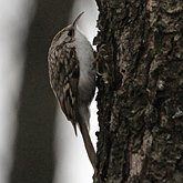 Oiseaux Passeriformes - Certhiidae (grimpereaux)