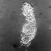 Collection scientifique : Gastrotricha - Chaetonotida : Chaetonotidae