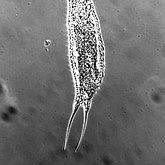 Collection scientifique : Gastrotricha - Chaetonotida : Chaetonotidae