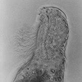 Collection scientifique : Gastrotricha - Chaetonotida : Chaetonotidae