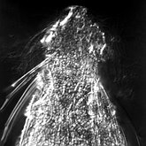 Kolekcja naukowa: Gastrotricha - Chaetonotida: Dasydytidae