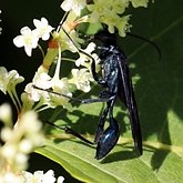 Chalybion californicum