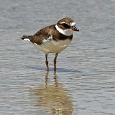 Oiseaux Non Passeriformes - Charadriiformes : autres