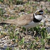 Oiseaux Non Passeriformes - Charadriiformes : autres