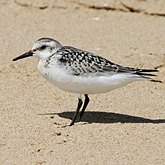 Oiseaux Non Passeriformes - Charadriiformes : autres