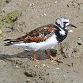 Oiseaux Non Passeriformes - Charadriiformes : autres