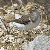 Oiseaux Non Passeriformes - Charadriiformes : autres