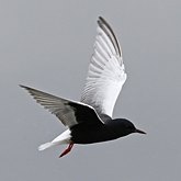 Oiseaux Non Passeriformes - Charadriiformes : laridés, stercorariidés, glaréolidés