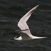 Oiseaux Non Passeriformes - Charadriiformes : laridés, stercorariidés, glaréolidés
