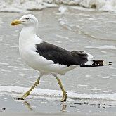 Oiseaux Non Passeriformes - Charadriiformes : larid&#233;s, stercorariid&#233;s, glar&#233;olid&#233;s