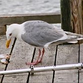 Oiseaux Non Passeriformes - Charadriiformes : larid&#233;s, stercorariid&#233;s, glar&#233;olid&#233;s