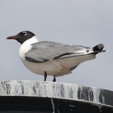 Oiseaux Non Passeriformes - Charadriiformes : laridés, stercorariidés, glaréolidés