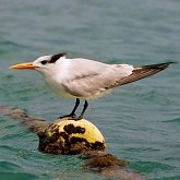 Oiseaux Non Passeriformes - Charadriiformes : larid&#233;s, stercorariid&#233;s, glar&#233;olid&#233;s