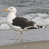 Oiseaux Non Passeriformes - Charadriiformes : larid&#233;s, stercorariid&#233;s, glar&#233;olid&#233;s