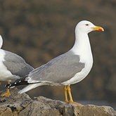 Birds Non Passeriformes - Charadriiformes: Gulls, Terns, Skuas, Pratincoles