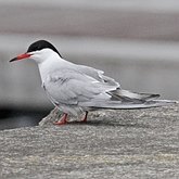 Birds Non Passeriformes - Charadriiformes: Gulls, Terns, Skuas, Pratincoles