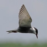 Birds Non Passeriformes - Charadriiformes: Gulls, Terns, Skuas, Pratincoles