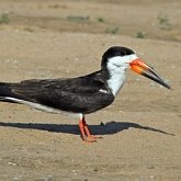 Birds Non Passeriformes - Charadriiformes: Gulls, Terns, Skuas, Pratincoles