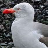 Birds Non Passeriformes - Charadriiformes: Gulls, Terns, Skuas, Pratincoles