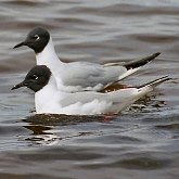 Birds Non Passeriformes - Charadriiformes: Gulls, Terns, Skuas, Pratincoles