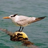 Birds Non Passeriformes - Charadriiformes: Gulls, Terns, Skuas, Pratincoles