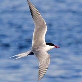 Birds Non Passeriformes - Charadriiformes: Gulls, Terns, Skuas, Pratincoles