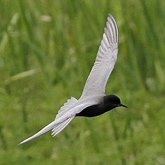 Aves Non Passeriformes - Charadriiformes: Lar&#237;deos, mandri&#245;es e perdizes-do-mar