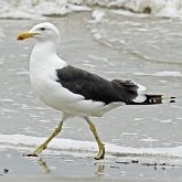 Aves Non Passeriformes - Charadriiformes: Larídeos, mandriões e perdizes-do-mar