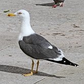 Aves Non Passeriformes - Charadriiformes: Lar&#237;deos, mandri&#245;es e perdizes-do-mar