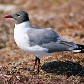 Aves Non Passeriformes - Charadriiformes: Larídeos, mandriões e perdizes-do-mar