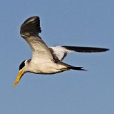 Aves Non Passeriformes - Charadriiformes: Lar&#237;deos, mandri&#245;es e perdizes-do-mar