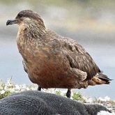 Aves Non Passeriformes - Charadriiformes: Lar&#237;deos, mandri&#245;es e perdizes-do-mar