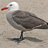 Aves Non Passeriformes - Charadriiformes: Larídeos, mandriões e perdizes-do-mar