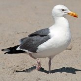 Aves Non Passeriformes - Charadriiformes: Lar&#237;deos, mandri&#245;es e perdizes-do-mar