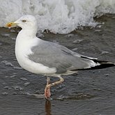 Aves Non Passeriformes - Charadriiformes: Larídeos, mandriões e perdizes-do-mar