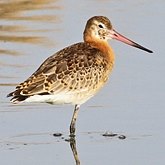 Birds Non Passeriformes - Charadriiformes: Others