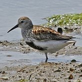 Birds Non Passeriformes - Charadriiformes: Others