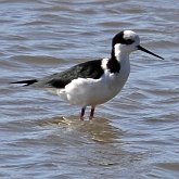 Birds Non Passeriformes - Charadriiformes: Others
