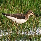 Birds Non Passeriformes - Charadriiformes: Others