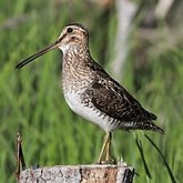 Birds Non Passeriformes - Charadriiformes: Others