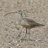 Birds Non Passeriformes - Charadriiformes: Others