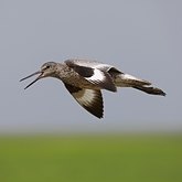 Birds Non Passeriformes - Charadriiformes: Others