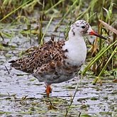 Aves Non Passeriformes - Charadriiformes: Outras